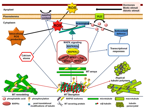 Figure 2. Simplified hypothetical model describing the changes mediated by reactive oxygen species (ROS) level alteration with respect to the organization of tubulin cytoskeleton. ROS and antioxidant balance is further influenced by abiotic or biotic stimuli. In any case, the ROS produced in the apoplast (e.g., derived from NADPH oxidase) enter the cytosol and together with intracellularly generated ROS constitute the total amount of cellular ROS. Consequently, the result of the tag war between oxidant generation and antioxidant defenses is perceived and either directly or through feedback connected signaling cascades forces the reorganization of tubulin cytoskeleton. The reorganization among others aids the restoration of ROS homeostasis. The microtubule (MT) arrays disappear and MT remodeling, or the assembly of atypical tubulin polymers like macrotubules and tubulin paracrystals, follows. These processes are mediated by MT-associated proteins (MAPs) assisted by other molecules such as phosphatidic acid produced by phospholipase D (PLD). The modifications of tubulin or MAPs at the post-translational level may crucially contribute to this interplay.