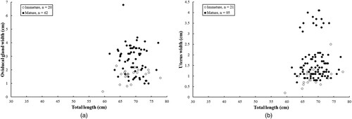 Figure 4. Relationship of (A) oviducal gland width and (B) uterus width versus total length in female Arabian carpet sharks.