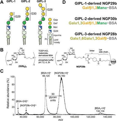 Figure 1 . Synthetic neoglycoproteins used in this study. (A) Schematic representation of type-2 GIPLs 1-3 of L. major. The terminal glycan moiety (G29, G30, or G28) targeted for chemical synthesis in each GIPL is indicated. Galp, galactopyranose; Galf, galactofuranose; Man, mannopyranose; GlcN, glucosamine; myo-Ins, myo-inositol; P, phosphate; PI, phosphatidylinositol. (B) Schematic representation of the synthesis of NGP29b containing the type-2 GIPL-1 terminal, nonreducing glycotope Galfβ1,3Manα. TCEP-HCl, Tris (2-carboxyethyl) phosphine hydrochloride; linker, 4-(succinimidomethyl)cyclohexane-1-carboxy group. The same conjugation was used for the synthesis of NGP30b and NGP28b [Citation24]. (C) Representative MALDI-TOF-MS spectrum of NGP29b to confirm the covalent conjugation of the glycan units to the carrier protein, as recently described [Citation32]. The same quality-control procedure was used for NGP30b and NGP28b, as previously described [Citation24]. Doubly charged ([BSA+2H]+2 and [NGP29b+2H]+2) and singly charged ([BSA + H]+, [NGP29b + H]+, and [BSA2 + H]+) ions of BSA and NGP29b are indicated. The number of glycan units (n = 30) covalently attached to the BSA moiety is indicated. m/z, mass to charge ratio. (D) Composition of the synthetic NGP29b, NGP30b, and NGP28b. For simplicity, the glycan thiopropyl group (at the reducing end), the linker covalently attached to the lysine residue, and the number of glycan units shown in B, are not indicated.
