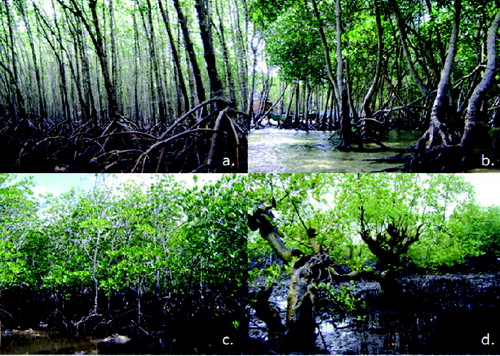Figure 2. General view of mangrove forest in Banacon Island. A, B, Dense mature stand 30 to 55-years-old; C, dense intermediate stand ≤ 29-years-old; D, sparse mangrove area.