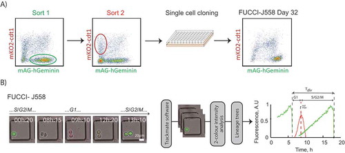 Figure 1. Sorting protocol to create FUCCI cancer B cell lines. (a) Schematic description of FUCCI cell line generation. FUCCI-J558 B plasmacytoma and FUCCI-I.29 B lymphoma cell lines were created by co-transduction with mAG-hGeminin and mKO2-cdt1, consecutive sorting on mAG-hGeminin (Sort 1, green fluorescence) then mKO2-cdt1 (Sort 2, red fluorescence) expression, and single cell cloning culture. Clones with stable expression of at least 30 days were selected for further experiments. Generation of FUCCI-I.29 is shown in Fig. S1. (b) Imaging pipeline to cell cycle phase measurements. Examples of still images taken from time lapse imaging of FUCCI B cell lines. Time lapse movies were separated into stacks, processed, tracked and analyzed through Trackmate software, with green and red fluorescence measurements at each timepoint extracted and plotted for each cell within a lineage tree. Temporal changes in fluorescence and marked delineations in G1, S/G2/M and total division times are shown. For the purposes of the study G1 is measured from the point of division to the red peak, tredmax, and S/G2/M as tdiv-tredmax. Example fluorescence profiles from a single sibling cell delineating demarcation of phases. The imaging experiment data was pooled from N = 2 experiments, with 2 cell line clones each for FUCCI-J558 and FUCCI-I.29, imaged in duplicate for each experiment. Scale bar: 20μm.