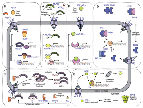 Figure 1 Schematic representation of the transport of plant immune receptors and regulatory components across the nuclear envelope. (A) The MLA10-mediated immune response is activated by the AVRA10 effector, which promotes nuclear accumulation of CC-NB-LRR resistance protein MLA10. In resting cells, HvWRKY2 acts as a transcriptional repressor of basal defense responses. After pathogen perception, MLA10 binds HvWRKY2 through its CC domain, thereby releasing the negative regulation of the immune response. (B) The PopP2 effector, which triggers the RRS1-R-mediated resistance response, promotes nuclear accumulation of the TIR-NB-LRR-WRKY immune receptor RRS1-R and the vacuolar cysteine protease RD19. In unchallenged cells, RRS1-R is hypothesized to act as a transcriptional repressor of basal defense responses. The RD19/PopP2 protein complex would be recognized by RRS1-R leading to either modification of RRS1-R transcriptional activity or transcriptional activation by additional transcription factors, thereby derepressing defense responses. (C) The tobacco TIR-NB-LRR immune receptor N resides in the cytoplasm and the nucleus of non-infected cells. After pathogen inoculation, the tobacco rhodanase sulfurtransferase NRIP1, which localizes to the stroma of chloroplast in resting cells, is recruited to the cytoplasm of the plant cell by the p50 effector, to form a pre-recognition complex. This NRIP1/p50 complex interacts with the N receptor thanks to NRIP1, which binds to the TIR domain of N, leading to the activation of cytoplasmic N. Once activated, cytoplasmic N either enters the nucleus or sends a signal that activates the N nuclear pool, resulting in the activation of a successful defense response. (D) Basal and TIR-NB-LRR resistance protein-mediated defense responses depend on the regulatory immune complexes formed by the EDS1, PAD4 and SAG101 proteins. EDS1 can exist in a complex with PAD4 in both the cytoplasm and nucleus, and with SAG101 in the nucleus, resulting in the regulation of defense gene transcription. The role of EDS1 homodimers in the cytoplasm is still unknown. Dynamic changes in the binding affinities and concentrations of these complexes modulate nuclear accumulation of defense-related components, which allows the plant to mount an appropriate immune response. (E) The transcriptional regulator NPR1 primarily exists as inactive oligomers in the cytoplasm of non-elicited cells. Pathogen recognition leads to a change in the cell redox potential, resulting in the formation of reduced active NPR1 monomers that are translocated into the nucleus. Within the nucleus, NPR1 associates with TGA transcription factors to promote defense gene expression. Levels of nuclear NPR1 accumulation are controlled by protein degradation through the 26S proteasome. (F) The secreted phospholipase AtsPLA2-α is partially relocalized, via a yet undescribed mechanism, from Golgi vesicles to the nucleus where it interacts with the transcription factor AtMYB30, leading to transcriptional repression of defense responses.
