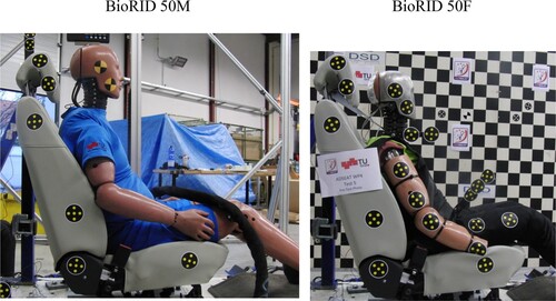 Figure 2. The low severity rear impact average sized male dummy BioRID 50M (left) and the average sized female prototype BioRID 50F (right) seated in the same vehicle seat (Schmitt et al. Citation2012).