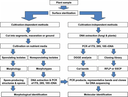 Figure 1. Schematic map of the research route for an endophyte community.