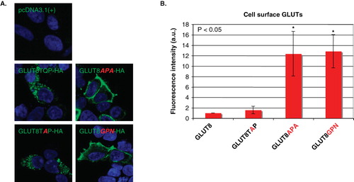 Figure 3. The position of a proline residue -2 to the dileucine motif directs the localization of GLUT8 and GLUT12. (A) To determine whether glutamine or proline affects the cellular localization of GLUT8, HEK293 cells were transfected and stained with an antibody directed against the HA-tag for GLUT8-HA, GLUT8-TAP-HA, GLUT8-APA-HA, and GLUT8-GPN-HA. Both GLUT8-HA and GLUT8-TAP-HA localized to an intracellular compartment, whereas GLUT8-APA-HA and GLUT8-GPN-HA trafficked to the cell surface. Images were obtained using a 60× oil objective lens. (B) The amount of GLUT8-APA-HA and GLUT8-GPN-HA localized at the plasma membrane was significantly greater than that of GLUT8-HA or GLUT8-TAP-HA (n = 8).