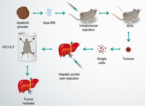 Figure 1 Workflow of the study. Apatinib powder was formulated to Apa-MS and injected into HCC tumors, and then tumors were treated by RFA. After 2–4 weeks, tumors were harvested, and single cells were separated and injected into liver via hepatic portal vein. The nodules in liver formed by HCC cells were measured by PET/CT screening.