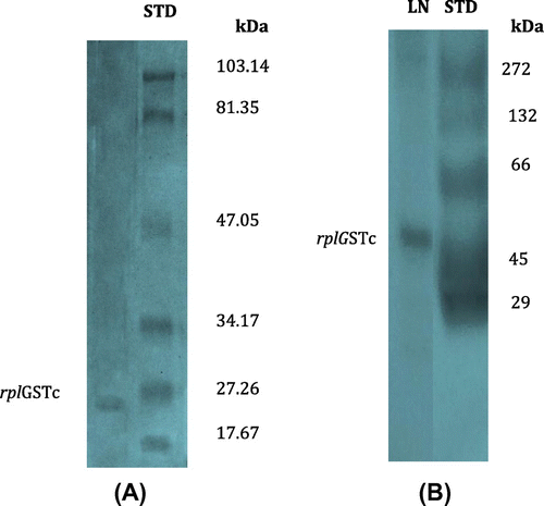 Figure 8. Electrophorectograms of purified rplGSTc on (A) 10% polyacylamide gel slab at room temperature and (B) Native gel of 10% polyacrylamide.