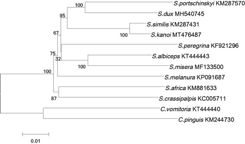Figure 1. Phylogenetic analyses of 12 sarcophagids species were constructed using NJ method based on 13 PCGs. Morphological species identification and GenBank ID were given in the label. Numbers on branches showed the bootstrap support value. The out-group consists of two species of Calliphora vomitoria and Chrysomya pinguis.