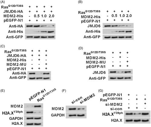 Figure 6. Activation of ERK1/2 degraded JMJD6 via modulating MDM2. RasG12D/T35S, JMJD6-HA, MDM2-His (a His-tagged plasmid for expression of MDM2), or empty vector was transfected into MP65 cells. (A) Exogenous and (B) endogenous expression of JMJD6 was examined through Western blot. MDM2-His was treated with increasing concentrations (0.5, 1.0 and 2.0 g). Subsequently, MDM2-His or MDM2-MU (the mutated MDM2) were transfected into cell and the (C) exogenous and (D) endogenous expression of JMJD6 was measured through Western blot. (E) The expression of MDM2 and H2A.XY39ph were examined after transfection. (F) siRNA transfection was done to repress MDM2 expression. (G) The expression changes of H2A.XY39ph were tested when MDM2 was silenced. All protein levels were tested by Western blot analysis.