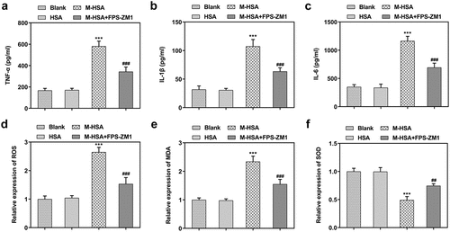 Figure 3. A-C relative expressions of pro-inflammatory cytokines in the blank group, HSA, M-HSA and M-HSA+FPS-ZM1 (ELISA) ***P < 0.001, ###P < 0.001; D-E relative expressions of ROS, MDA and SOD in the blank group, HSA, M-HSA or M-HSA+FPS-ZM1 (commercial kits) ##P < 0.01 ***P < 0.001, ###P < 0.001