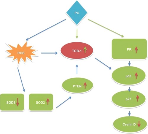 Figure 8 Proposed signaling pathway for TOB-1-mediated progesterone signaling.