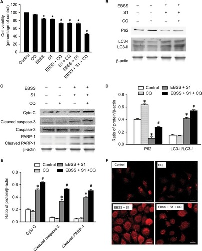 Figure 6 Autophagy inhibitor CQ increases S1-induced apoptosis in HeLa cell.Notes: The 50 µM CQ (an inhibitor of autophagy) was used to pretreat the HeLa cell for 30 minutes, and then, HeLa cells were treated with 10 µM S1, EBSS, and 10 µM S1and EBSS for 8 hours. (A) Cell viability was determined by MTT assay in each group. Data are presented as mean ± SD (n=3). *P<0.05 vs control group. #P<0.01 vs control group. (B) The expression of LC3-II and P62 was determined by Western blot. (C) The expression of Cyto C, cleaved caspase-3, and cleaved PARP-1 was determined by Western blot. (D) Quantification of P62 and LC3-II levels. (E) Quantification of Cyto C, cleaved caspase-3, and cleaved PARP-1 levels. (F) Lysosome was observed with LysoTracker staining by confocal microscopy (bar, 10 µm). Data are presented as mean ± SD (n=3).Abbreviations: CQ, chloroquine; EBSS, Earle’s balanced salt solution.