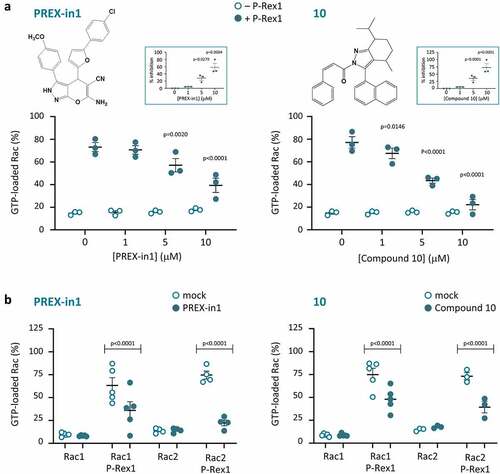 Figure 1. P-Rex1 Rac-GEF activity is inhibited by small molecules PREX-in1 and compound 10. (a) Full-length recombinant EE-P-Rex1 (50 nM final concentration, filled symbols), or control samples without P-Rex1 (open symbols), were incubated with the indicated concentrations of PREX-in1 (left-hand panels) or compound 10 (right-hand panels) for 30 min, before Rac-GEF activity was measured by liposome-based GEF assay in the presence of liposomes that contained 10 µM PIP3 to activate P-Rex1, using prenylated GDP-loaded EE-Rac2 as substrate (100 nM final). Rac2 activity (GTP-loading) is expressed as % of maximal GTP loading in the EDTA positive control. Inserts: inhibition of P-Rex1 is plotted using Rac-GEF activity without compound as 0% and Rac2 GTP-loading without P-Rex1 as 100%. Data are mean ± SEM of duplicate measurements from 3 independent experiments for each compound. Statistics are two-way ANOVA in main panels and one-way ANOVA in inserts, both with Dunnett’s multiple comparisons test. (b) The Rac-GEF activity of full-length recombinant EE-P-Rex1 was measured as in (a) after incubating samples with or without P-Rex1 in the presence of 10 µM PREX-in1 or 10 µM compound 10 (closed symbols), or after mock-treatment (open symbols), by liposome-based GEF assay with liposomes containing PIP3, and comparing prenylated EE-Rac1 and EE-Rac2 as substrates, as indicated. Rac GTP-loading is expressed as % of the EDTA positive control. Data are mean ± SEM of duplicate measurements from 3–5 independent experiments for each compound and Rac GTPase; each dot is the mean of one experiment. Statistics are two-way ANOVA with Sidak’s multiple comparisons test.