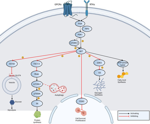 Figure 1 An overview of PI3K/AKT/mTOR signaling pathway shows activation of PI3K through receptor tyrosine kinases (RTK) and G-protein coupled receptors (GPCR). It acts directly on AKT or indirectly via mTORC2. Activation of inhibition of adenosine triphosphate (ATP)-citrate lyase, glycogen synthase kinase 3 (GSK3), forkhead box protein O (FOXO), Rab GTPase-activating protein (AS160) and tuberous sclerosis 1/2. As a result fatty acid synthesis, glycogen synthesis, cell survival, proliferation, autophagy, glycolysis and protein synthesis occur.