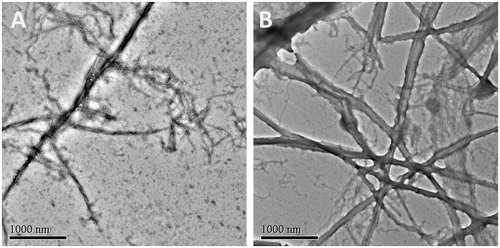 Figure 5. Electron micrographs of FtsZ polymers in the absence (A) and in the presence (B) of 4 μg/mL of A2.