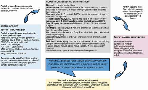 Figure 1. Diagrammatic representation of preclinical pain models, tests, and analyses used in genomic studies with relevance to pediatric chronic postsurgical pain phenotypes.