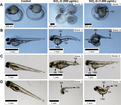 Figure 7 Malformations of zebrafish embryos/larvae.Notes: Microscopic images (3X objective) of different developmental stages of zebrafish embryos/larvae 24 hpf (A), 48 hpf (B), 72 hpf (C), and 96 hpf (D). The control group presents the normal development of the embryos/larvae with no malformations (score: 0). The embryos treated with the SiO2-G nanohybrids (500 and 1,000 µg/mL) show a range of malformations, such as YSE or YND, SD, SG, TM, and PE. The severity of malformations is scored (1–4). The highest score, 4, is marked for the DE.Abbreviations: DE, degenerated embryos; PE, pericardial edema; SD, spinal deformity; SG, stunted growth; SiO2-G, silica–gentamicin; TM, tail malformation; YND, yolk not depleted; YSE, yolk sac edema.