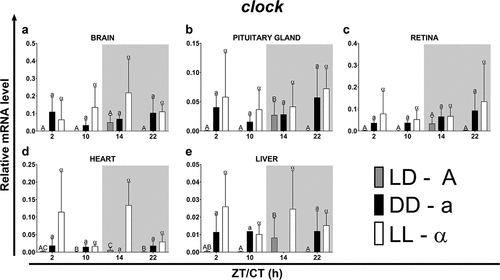 Figure 8. Diurnal changes in the expression of the clock in various organs of common carp. Relative levels of clock mRNA at different time points in the brain (a), pituitary gland (b), retina (c), heart (d) and liver (e) of fish kept under LD (12L:12D, gray bars), DD (0L:24D, black bars) and LL (24L:0D, white bars) light regimes. Data obtained from RT-qPCR analysis are shown as mean ± SEM (n = 8). The 40S ribosomal protein s11 gene served as the reference housekeeping gene. When significant (Kruskal-Wallis test or one-way ANOVA, p < .05), differences between time points are indicated by different letters (A, B, C for LD; a, b, c for DD and α, β for LL).
