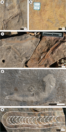 Figure 4. Ichnofossils in the Taiyuan Formation from Fucheng and Jiaozuo areas. (a) Ophiomorpha isp. from the limestone (L3) of Fucheng; (b) Palaeophycus cf. heberti from the limestone (L2) of Fucheng; (c) Planolites isp. from the limestone (L2) of Fucheng; (d) Rhizocorallium isp. from the limestone (L5) of Jiaozuo; (e) Rhizocorallium isp. from the limestone (L3) of Jiaozuo.