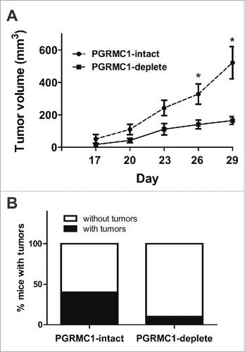 Figure 5. PGRMC1 enhances breast cancer cell tumorigenesis and growth of xenograft tumors in vivo. (A) Subcutaneous flank injection of PGRMC1-intact MDA cells into NOD/SCID mice resulted in the formation of larger tumors than does injection of PGRMC1-deplete MDA cells. Based on a 2-way ANOVA, *p < 0.05 compared with PGRMC1-deplete tumors at corresponding time, n = 8. (B) Intraperitoneal injection of GFP-labeled PGRMC1-intact MDA cells into athymic nude mice resulted in the generation of tumors in a greater percentage of mice than injection of PGRMC1-deplete MDA cells (n = 10).