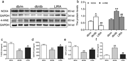 Figure 3. The oxidative stress levels in the liver tissue of db/db mice. (a-b) The expression and statistics of NOX4 and 4-HNE in liver tissue (n = 6). (c-d) The total SOD and GSH-PX activity (n = 5–6). (e-f) The GSH and MDA content (n = 5–6). The results are presented as the mean ± SEM. *p < 0 05, **p < 0 01 vs. db/m group. #p < 0 05, ##p < 0 01 vs. db/db group.