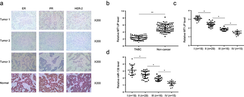 Figure 1. MT1JP was downregulated with the development of TNBC.