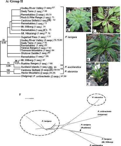 Fig. 3  (A) One of the reconstructed maximum likelihood (ML) trees of Group II, a clade of alpine/subalpine species (tree score=−1065.00). Each sequence represents an individual plant. Numbers appended at the end of the sequences correspond to the individual Genbank accession numbers presented in Table 2. ML bootstrap values are displayed above branches, whereas Bayesian posterior probabilities are displayed below branches (only support values >50% are shown). (B,C) Two different forms currently classified under P. lanigera s.l. (previously P. lanigera and P. novae-zelandiae respectively). (D) P. aucklandica, endemic to the Auckland Islands. (E) Habit of P. obconica. *Samples that were identified to be P. novae-zelandiae. ? Samples of P. lanigera s.l. that could not be identified to either P. lanigera or P. novae-zelandiae. All other P. lanigera sequences are P. lanigera s.s. Pictures presented here are from plants collected from the wild that have been cultivated in the greenhouse for ~1 year. (F) Neighbour-net graph of Group II ITS sequences.