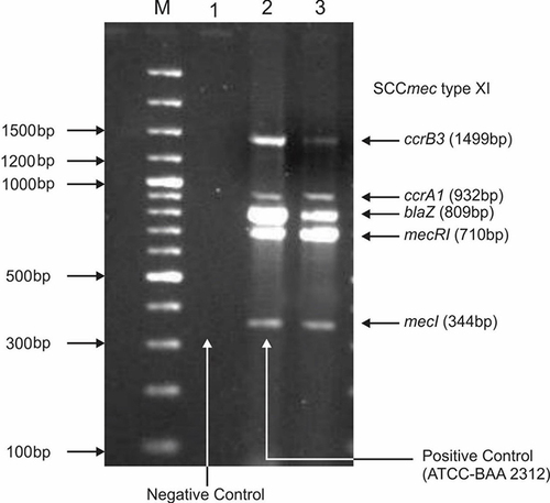 Figure 3 Gel electrophoresis pattern for identification of SCCmec type XI by multiplex PCR for clinical isolates of MRSA. M is a 100 bp DNA ladder (Thermo Scientific). Lane 1: negative control; lane 2 represents positive control of SCCmec XI ATCC- BAA 23122, Lane 3: MRSA strain represents SCC mec type XI carrying mec1 (344bp); mecR1 (710bp); blaZ (809bp); ccrA1 (932bp) and ccrB3 (1499bp).