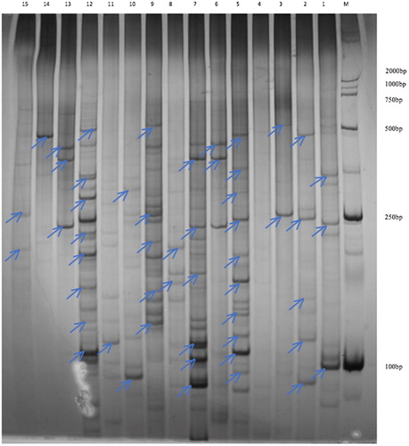 Figure 1. Polyacrylamide gel of differentially expressed fragments in castor seed developmental stages. cDNA-AFLP analysis. M, DL2000 marker; Lanes 1–6, amplified bands at 10/20/30/40/50/60 days by the primer combinations of E01/M03; Lanes 7–12: amplified bands at 10/20/30/40/50/60 days by the primer combinations of E01/M05 and Lanes 13–15: amplified bands at 10/20/30 days by the primer combinations of E01/M06.