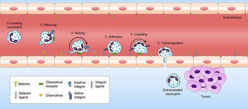 Figure 2 Mechanism of neutrophil tumor homing.