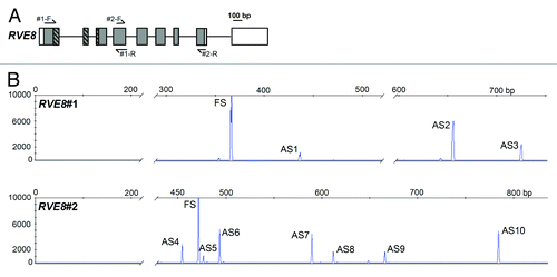 Figure 1. Alternative Splicing of RVE8. (A) RVE8 (At3g09600) gene organization with exons depicted as rectangles, and introns as intervening horizontal lines. Protein coding exons/regions are shaded gray, UTR regions are depicted as clear rectangles. The region of RVE8 encoding the predicted single Myb domain is represented as hatched rectangles. Primer locations are denoted by arrows. Primer sequences are: RVE8#1-F GCTGGACAGAGGAAGAGCAC; RVE8#1-R TGCTCCACGAAGAGTAGCAA; RVE8#2-F GGGATATGCTTCATGGGATG; RVE8#2-R GCTGATTTGTCGCTTGTTGA. (B) Representative HR RT-PCR electropherograms for RVE8. AS isoforms were characterized from pooled RNAs representing plants harvested under both diurnal and constant light conditions at either normal ambient temperature or for plants undergoing cooling. Electropherograms show the size of detected peaks corresponding to RT-PCR products from alternatively spliced transcript variants. The x-axis is the size in bp and the y-axis represents arbitrary scales (relative fluorescent units) to reflect relative abundance of peaks. Individual products are indicated and AS variants are described in more detail in Table 1. FS – fully spliced product; ASn – alternative splicing variant where n is the number to identify the product. AS transcripts were detected on an ABI3730 automatic DNA sequencer along with GeneScan™ 1200 LIZ size standard. Amplicons were accurately sized using GeneMapper software. For more details of Methods seeCitation15