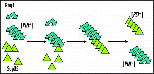 Figure 1 Cross-seeding model for [PIN+]. [PIN+] aggregates are proposed to be used as the site of initial Sup35 assembly and conversion into [PSI+] (Rnq1, blue arrows; Sup35, green triangles).