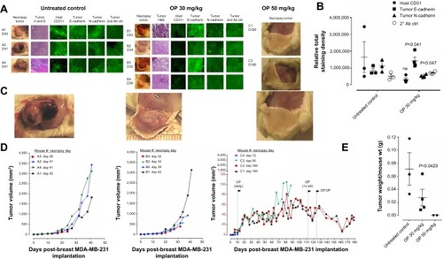 Figure 4 OP treatment of RAGxCγ double mutant mice bearing heterotopic xenograft of MDA-MB-231 tumors.