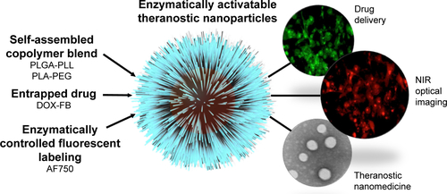 Figure S7 Polymeric nanoparticles that enable delivery of doxorubicin and enzymatically activatable near infrared fluorescence were demonstrated as effective theranostic agents for cancer imaging and therapy.