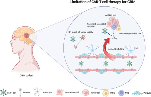 Figure 1 The limitation of CAR-T cell therapy for GBM. 1. The BBB and the unique anatomical boundary limit the CAR-T trafficking into tumor site; 2. The infiltration CAR-T can trigger treatment-associated toxicities, such as CRS, tumor inflammation-associated neurotoxicity (TIAN) and on-target off tumor toxicity; 3. The immunosuppressive TME can educate CAR-T into exhaustion type and inhibit the function of CAR-T cells; 4. Under the treatment pressure of CAR-T, the tumor cells will occur antigen loss.