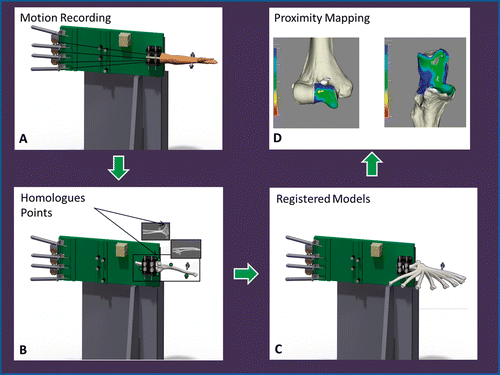 Figure 3. Registration schematic and implementation of proximity mapping. (A) Simulated elbow flexion is achieved using cadaveric specimens and the upper extremity motion simulator (shown here in the valgus gravity-dependent position). (B) Subsequent to testing, all soft tissues are removed and fiducial markers are secured for registration purposes. A second volumetric CT scan is acquired of the humerus and ulna, and homologous points are used for registration. (C) The result of this registration is a visualization of the 3D rigid-body motion of the ulna, with respect to the humerus, throughout elbow flexion. (D) Subsequent to registration of the rigid bodies, the proximity mapping technique is applied to the registered models, and the overall joint congruency can be identified for the humerus and ulna.