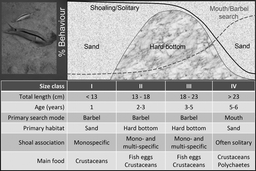 Figure 2.  Red Sea goatfish, Parupeneus forsskali, ontogenetic shifts in prey search, resource use, shoaling tendency and association with other species based on a field investigation of four size/age classes in the Gulf of Aqaba, Northern Red Sea (Uiblein Citation1991). Food selection information is based on Wahbeh & Ajiad (Citation1985).