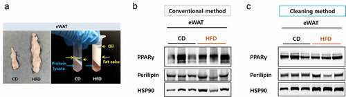 Figure 3. Resolution comparison for eWAT proteins. (a) Left, size comparison of one side of eWAT from mice fed a chow diet or a high-fat diet. Right, separated layers after a centrifugation during a protein preparation. Blue arrows indicate protein lysate component and yellow arrows indicate fatty components. (b) eWAT lysed in RIPA buffer and protein lysates were prepared by either the conventional (b) or the cleaning method (c). Blots were probed with antibodies against PPAR gamma or perilipin and HSP90 as a loading control.