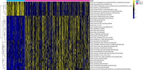 Figure 3. Heat map of gene set enrichment analysis (GSVA). The different colors in the top bar represent different gastric adenocarcinoma (GAC) subtypes.