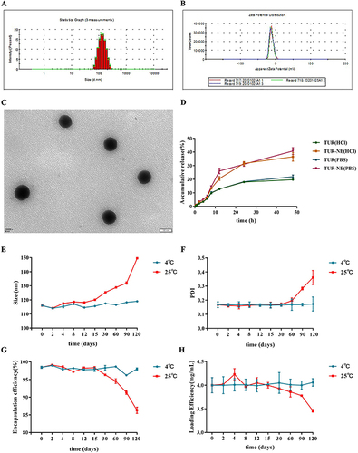 Figure 4 (A) Size and (B) Zeta potential of TUR-NE. (C) TEM image of TUR-NE (12,000 × magnification). (D) Accumulative release rate for TUR and TUR-NE in HCl (PH 1.2) and PBS (PH 7.4). The variation in (E) size, (F) PDI, (G) EE, and (H) LE of TUR-NE during stability study.