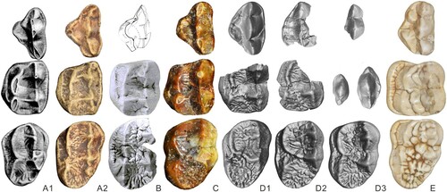 FIGURE 5. Upper teeth of Agriarctos and Ailurarctos. A1, cf. Ag. depereti from Soblay, from top to bottom P4, M1, and M2, from Viret (Citation1949); A2, cf. Ag. depereti from Soblay, from top to bottom P4, M1, and M2, cast from University of Vienna, MC AA 52bis; B, cf. Ag. depereti from Dorn-Dürkheim 1, from top to bottom P4 uncatalogued cast of MHNL AA52bis (reversed), M1 (reversed), and M2, uncatalogued casts of MHNL AA50-51 (reversed), all in the collection of the University of Vienna, modified from Roth and Morlo (Citation1997); C, Ai. yuanmouensis, from top to bottom P4, M1, and M2 (YICRA YV2509.1, reversed); D1, Ai. lufengensis, from top to bottom P4 (IVPP V6892.12), M1 (IVPP V6892.2, reversed), and M2 (IVPP V6892.6, reversed); D2, Ai. lufengensis, from top to bottom P4 (IVPP V6892.1, reversed), M1 (IVPP V6892.3), and M2 (IVPP V6892.6); D3, Ai. lufengensis, from top to bottom P4 (IVPP V6892.8), P2 (left, IVPP V6892.7) and P3 (right, IVPP V6892.7), and M2 (IVPP V6892.5, reversed); E, A. melanoleuca P4, M1 and M2 (IOZ32755, reversed). Not to scale.