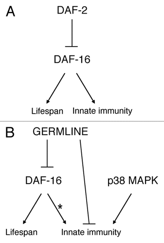Figure 3 Model for the regulation of lifespan and innate immunity. The daf-2 (A) and germline (B) pathways both regulate lifespan and innate immunity in C. elegans. The effect of daf-2 on both lifespan and innate immunity depends on the DAF-16 transcription factor (A). Similarly, the effect of the germline on lifespan also requires daf-16. However, depending on the growth conditions of the pathogen and the nematodes, the effect of the germline on innate immunity may or may not depend on DAF-16 (B). The germline also acts in parallel to a p38 MAPK pathway to regulate innate immunity. This figure was originally published in Alper et al. “The Caenorhabditis elegans germ line regulates distinct signaling pathways to control lifespan and innate immunity.” J Biol Chem 2010; 285:1822–8.