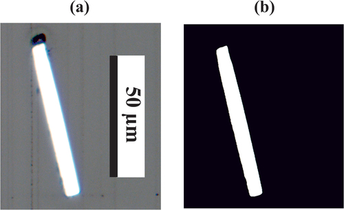 Figure 5. Image analysis of the Pt-wire after the microtome cutting: (a) microscope image and (b) binarized cross-section of the wire.