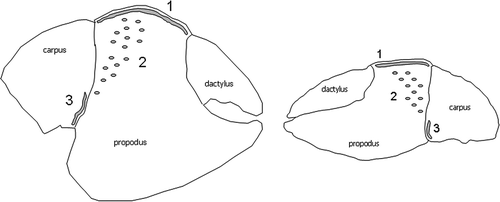 Figure 3. Internal surface of the major claw of Coenobita rugosus (setae removed). The grey areas indicate the three distinct hairy zones (1–3).