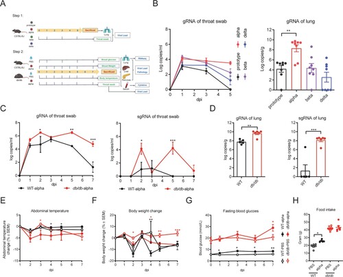 Figure 1. Detection of respiratory viral load and clinical characteristics during infection. (A) Flow chart of experimental protocol. (B) Viral load in throat swabs of WT mice infected with different strains and lung viral load on day 5 after infected with different strains in WT mice. (C) Viral gRNA and sgRNA in throat swabs of db/db and WT mice after infection. (D) Lung viral gRNA and sgRNA of db/db and WT mice on 7 dpi. (E) Abdominal temperature change after infection. (F) Body weight change percentage after infection. (G) Fasting blood glucose after infection. (H) Food intake for seven days. (C) (E-G) were analysed by one-way ANOVA with Tukey’s posttest, red * present the differences between infected and uninfected db/db mice and black * present the differences between infected and uninfected WT mice. (D) (H) were analysed by unpaired t-test. *p < 0.05, **p < 0.01, ***p < 0.001. All data were shown as mean ± SEM.