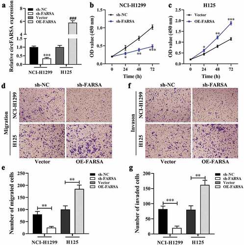 Figure 2. Effect of circFARSA on the proliferation, migration, and invasion of NSCLC cells. (a), qRT-PCR was performed to detect the expression of circFARSA in NSCLC cells after transfection with circFARSA shRNA, circFARSA overexpression, and corresponding negative control. (b and c), CCK-8 assay was used to evaluate cell proliferation in NCI-H1299 and H125 cells. (d-g), Transwell assay was employed to assess the migration (d and e) and invasion (f and g) capabilities of both NCI-1299 and H125 cells (magnification, ×200). *P < 0.05, **P < 0.01, ***P < 0.001.