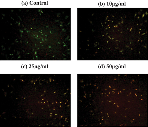 Figure 10. AO/EB staining of aqueous extract of Pedalium murex L. copper nanoparticles against A549 cancer cell in (a) control, (b) 10µg/ml, (c) 25µg/ml and (d) 50µg/ml.