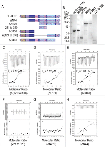 Figure 5. Curcumin analog C1 binds to TFEB at the N-terminal Gly and Ala-rich domain. (A) Map of TFEB protein domains. N-terminal deletions (ΔN) and carboxyl-terminal (ΔC) deletions are indicated with the corresponding amino acid positions. (B) SDS-PAGE of the purified recombinant TFEB deletion mutants. (C to E) Binding of C1 to TFEB truncations Δ(121 to 330) (C), ΔC150 (D) and ΔC461 (E). The concentration of each TFEB truncation was 10 μM and the concentration of C1 was 200 μM (for Δ(121 to 330)) and 100 μM (for ΔC150 and ΔC461). ((F)to H) ITC data showing TFEB truncation 221 to 320 (F), ΔN220 (G) and ΔN44 (H) has no binding with C1. Titration curves are shown with the baseline-corrected raw data with background subtraction.