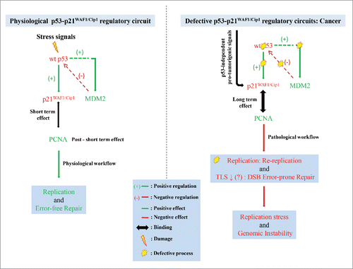 Figure 1. Physiological and pathological actions of p21WAF1/Cip1. In a physiological regulatory circuit p21WAF1/Cip1 is the prototype downstream-effector of wild-type (wt) p53 exerting short-term effect essential for replication and error-free repair. Chronic p21WAF1/Cip1 induction in a p53-null environment fuels genomic instability. See text for details. Abbreviations: TLS: translesion DNA synthesis, DSB: DNA: double strand breaks.
