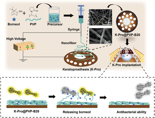 Scheme 1. Schematic illustration of electrospun borneol/PVP antibacterial coating for postoperative management of keratoprosthesis implantation.